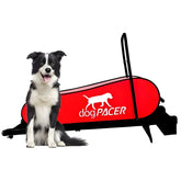 DogPACER Folding Dog Treadmill - DP-LF31